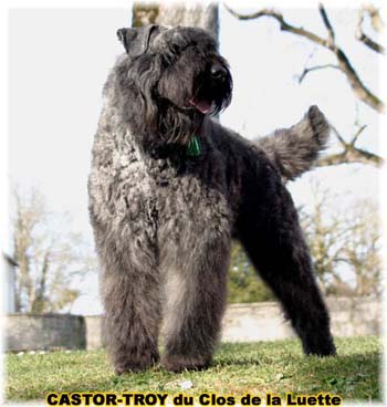 bouvier des flandres du clos de la luette - copyright d&eacute;pos&eacute;